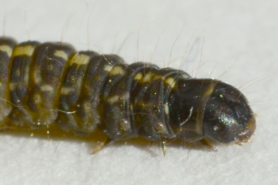 Crassa tinctella