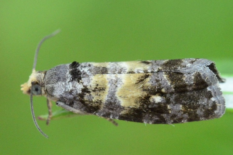 Cymolomia hartigiana