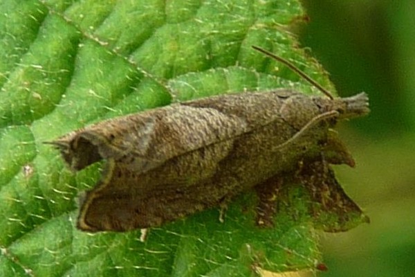 Dichrorampha simpliciana