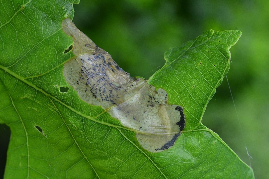 Dyseriocrania subpurpurella