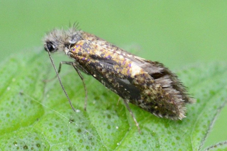 Dyseriocrania subpurpurella