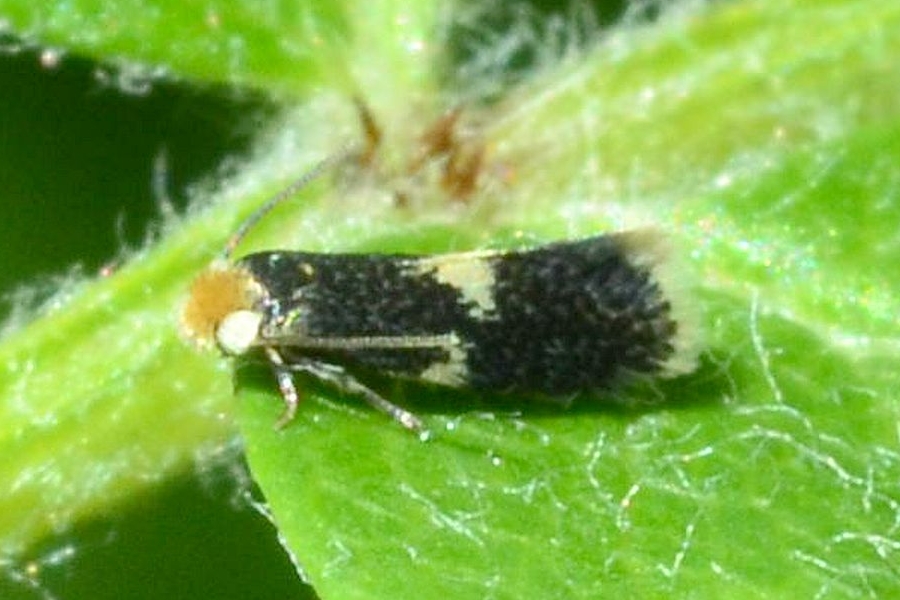 Ectoedemia albifasciella