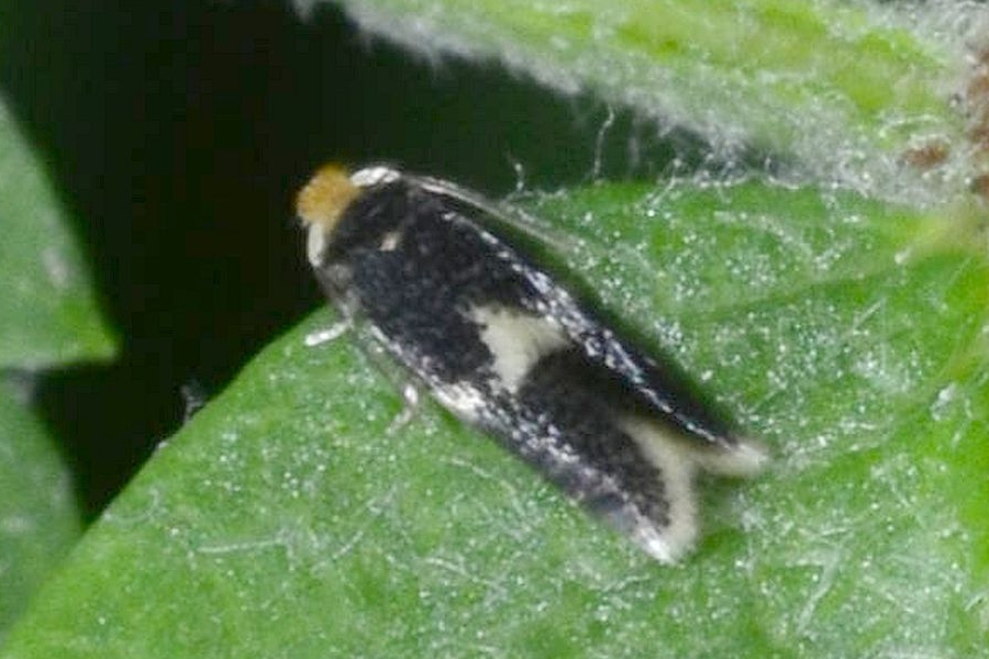 Ectoedemia albifasciella