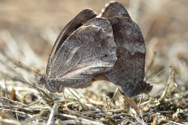 Eisenfarbiger Samtfalter