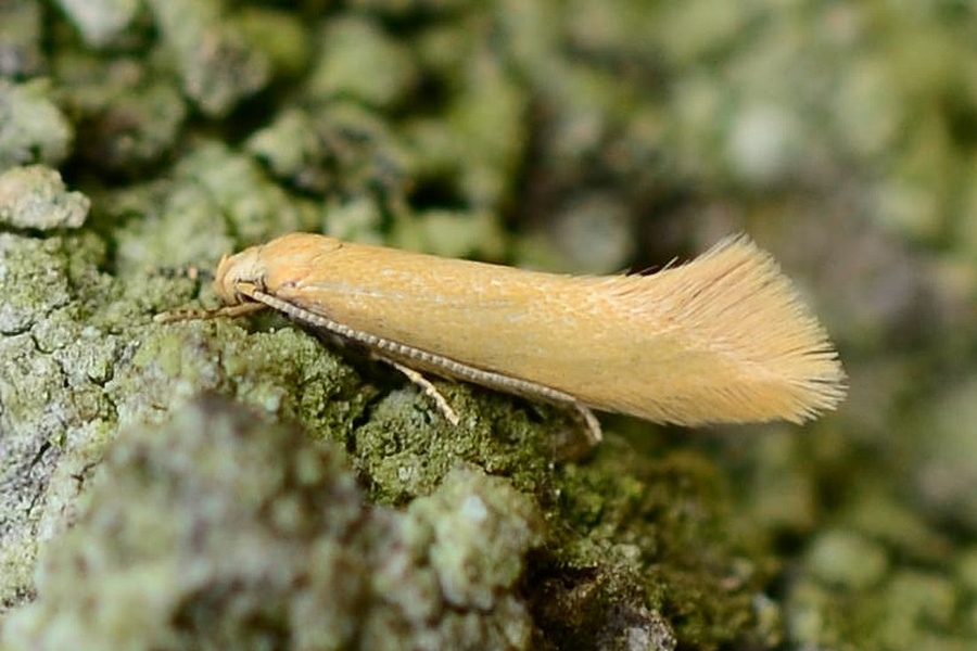 Elachista subalbidella