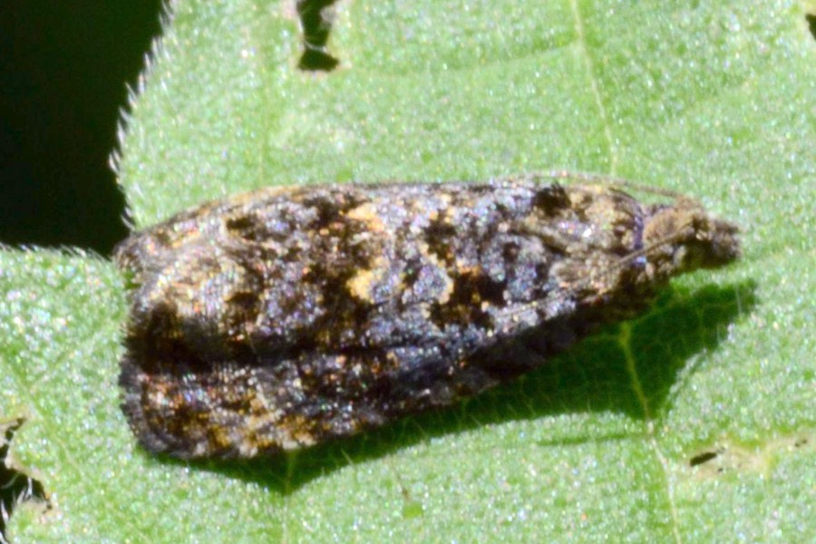 Endothenia ustulana