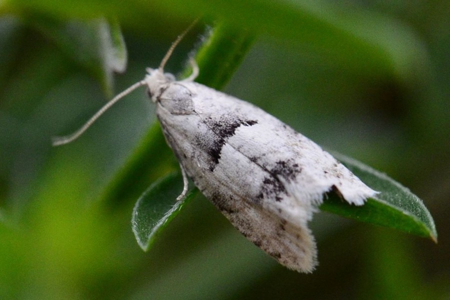 Epinotia bilunana