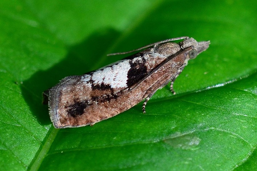 Epinotia brunnichana