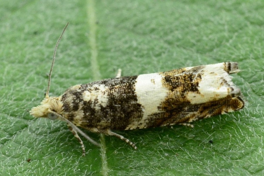 Epinotia demarniana