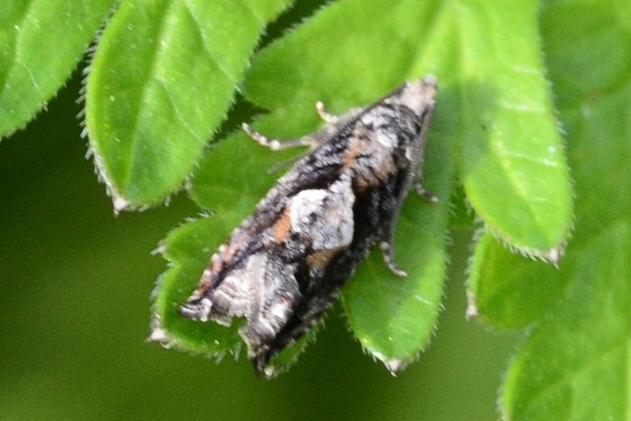 Epinotia immundana