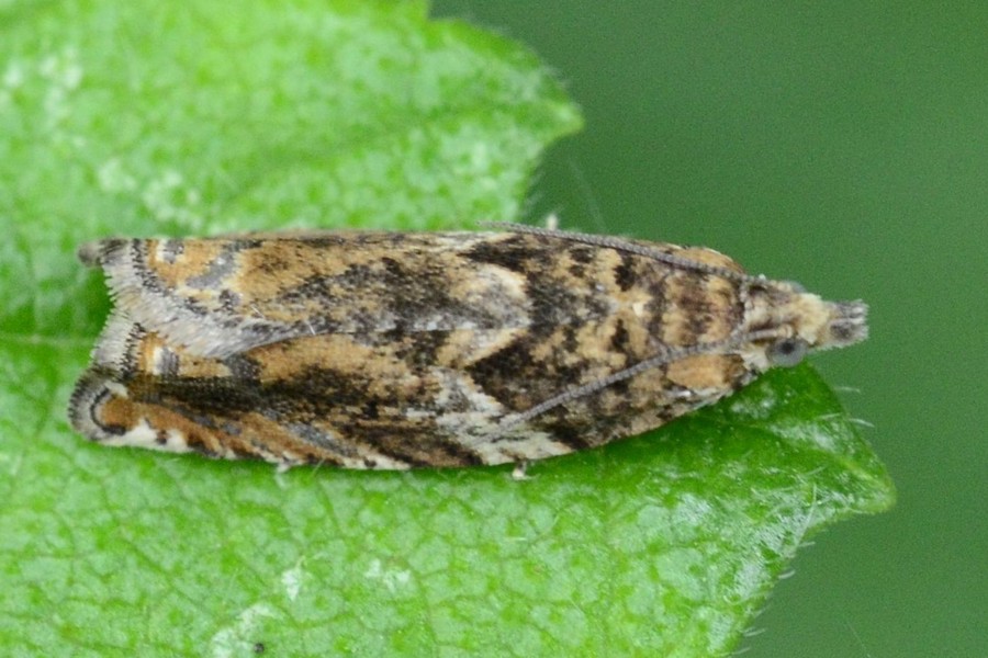 Epinotia abbreviana