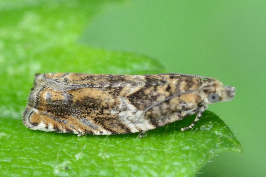 Epinotia abbreviana