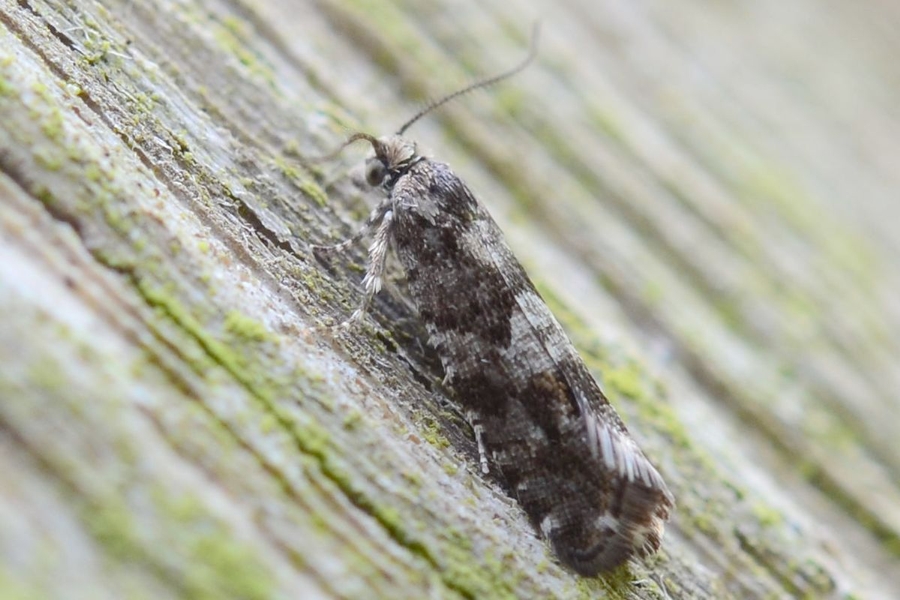 Epinotia pygmaeana