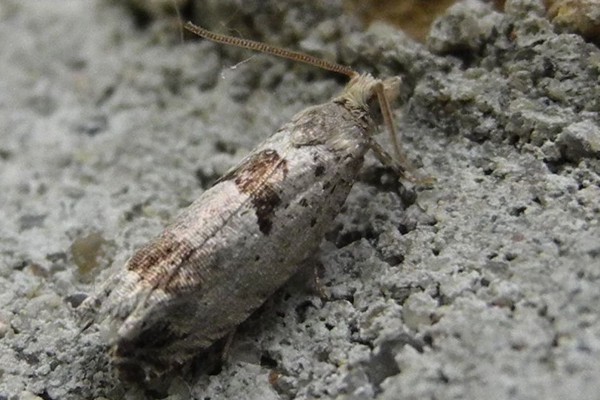 Epinotia ramella