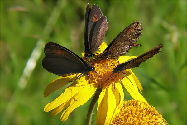 Erebia epiphron