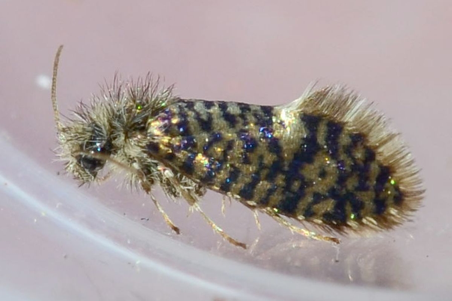 Eriocrania sparrmannella