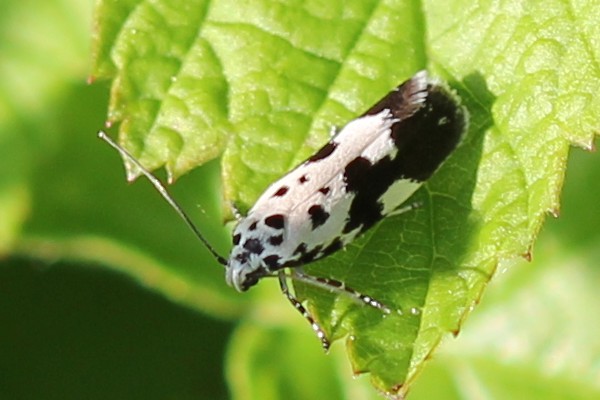 Ethmia quadrillella