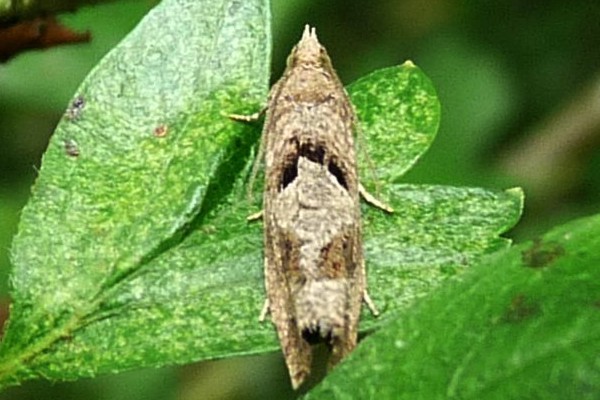 Eucosma conterminana