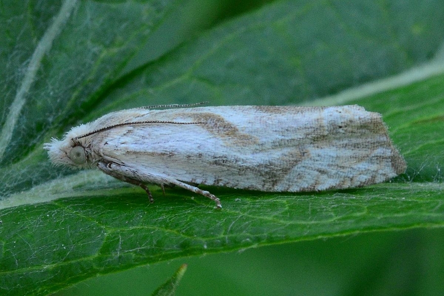 Eucosma metzneriana