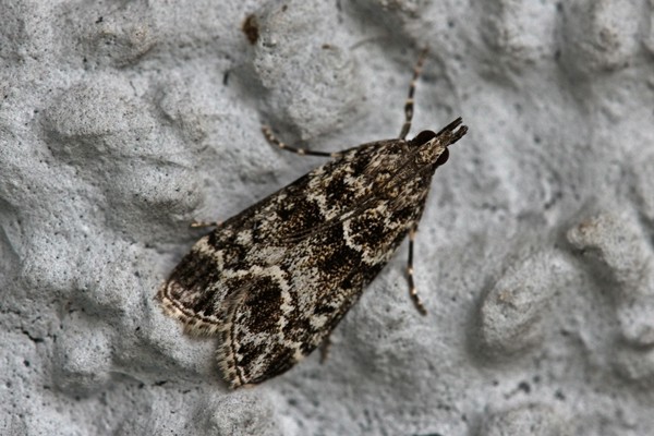 Eudonia mercurella