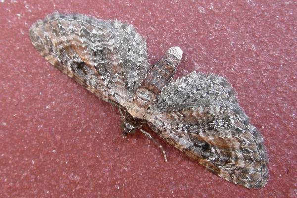 Eupithecia icterata