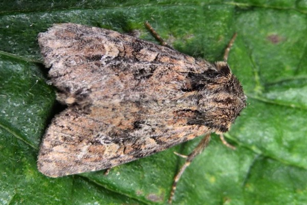 Glanzgras-Grasbücheleule