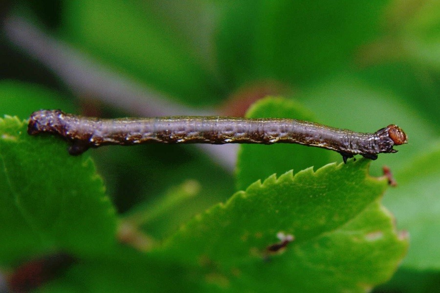 Graugelber Breitflügelspanner