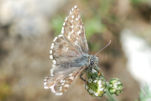 Graumelierter Alpen-Würfel-Dickkopffalter