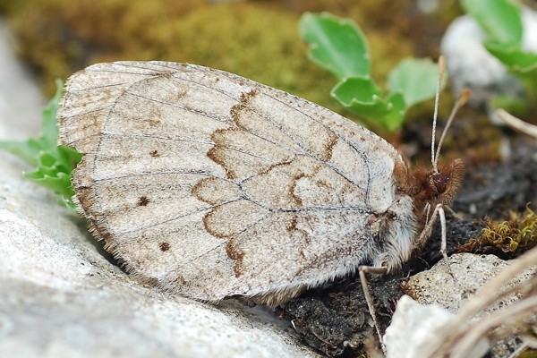 Graubrauner Mohrenfalter