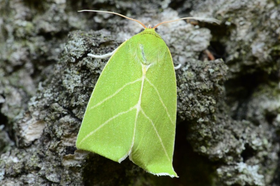 Großer Kahnspinner