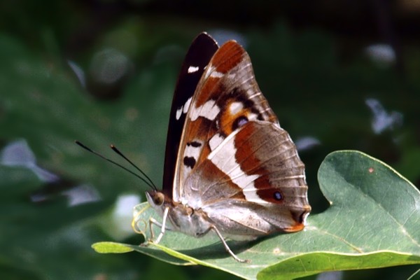 Großer Schillerfalter