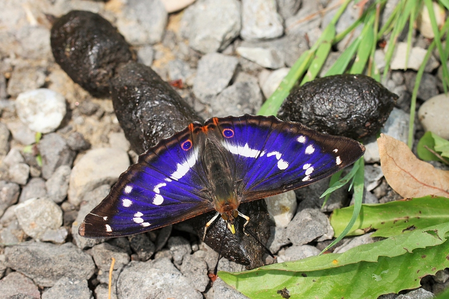 Großer Schillerfalter