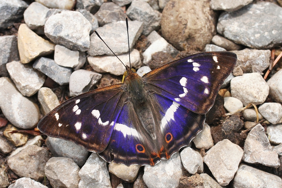 Großer Schillerfalter