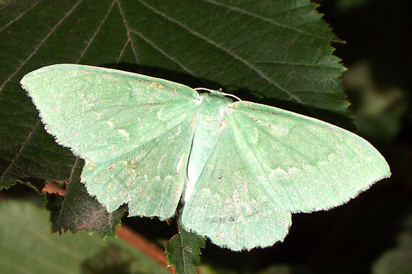 Grünes Blatt