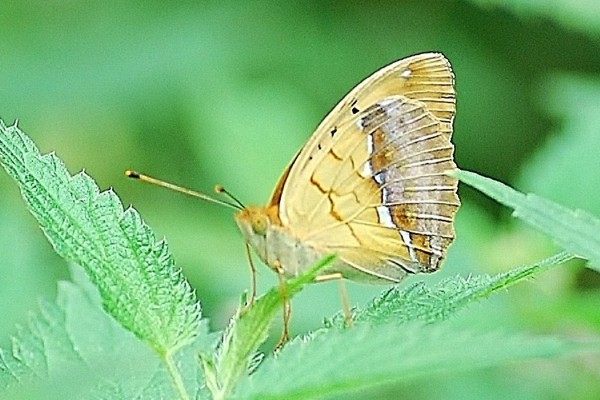 Grünlicher Perlmutterfalter