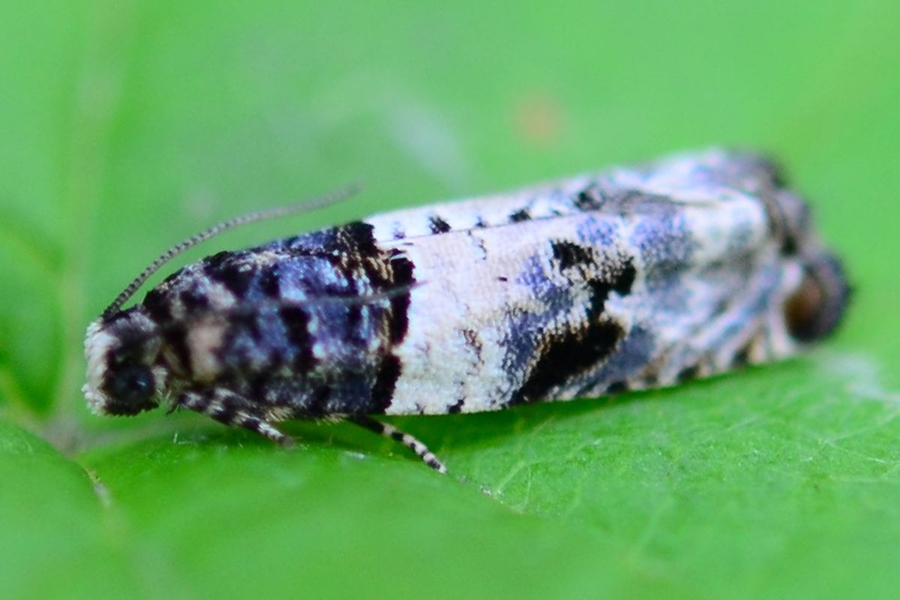 Gypsonoma sociana