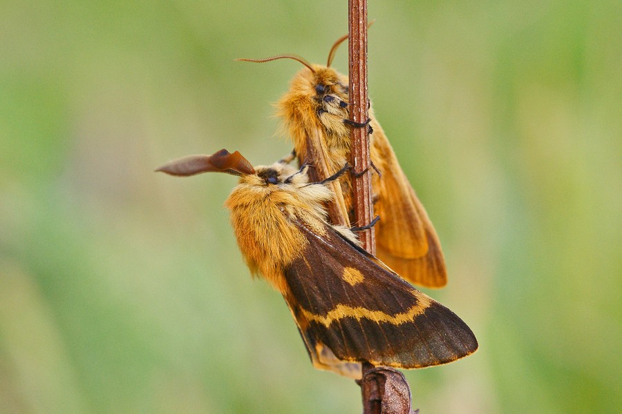 Habichtskraut-Wiesenspinner