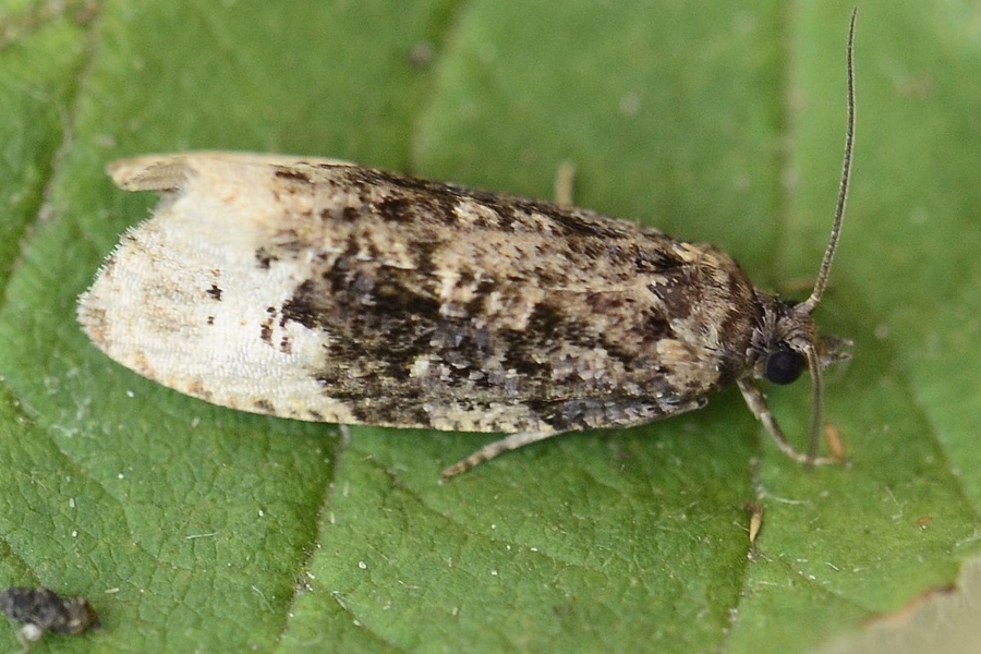 Hedya ochroleucana