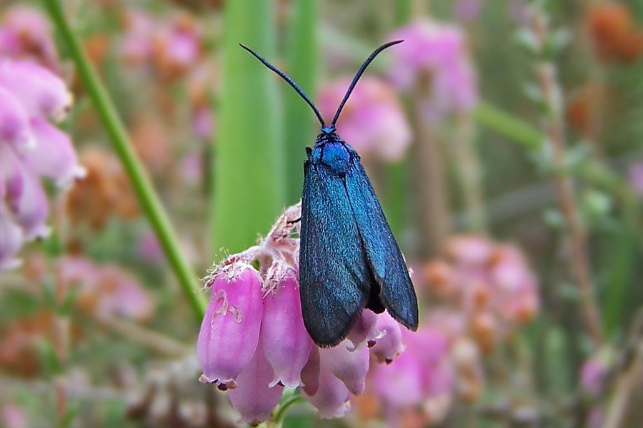 Heide-Grünwidderchen