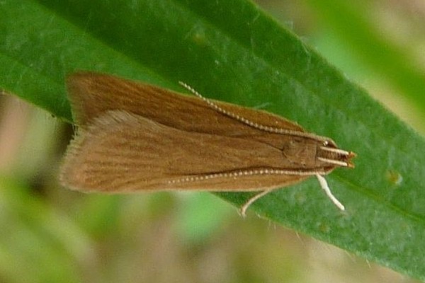 Helcystogramma rufescens