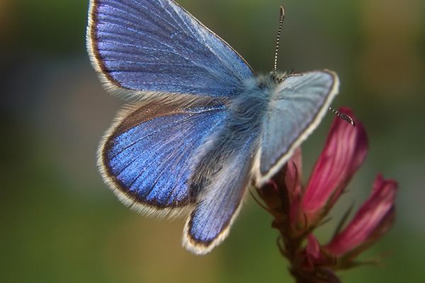 Heller Alpenbläuling