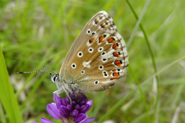 Himmelblauer Bläuling