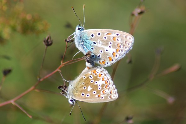 Himmelblauer Bläuling