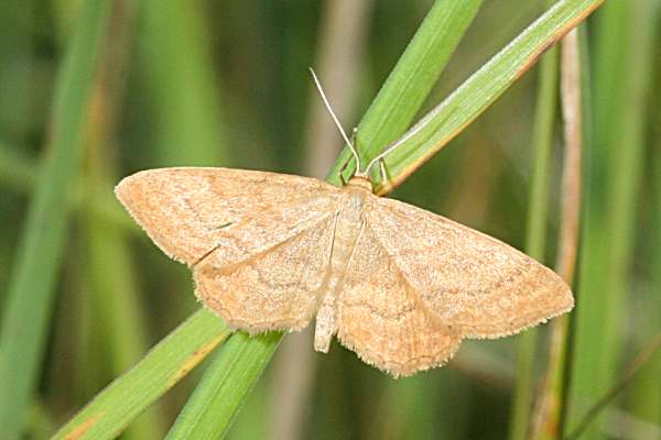 Idaea ochrata