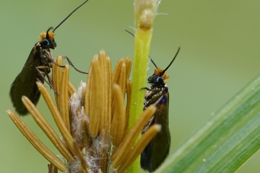 Incurvaria koerneriella