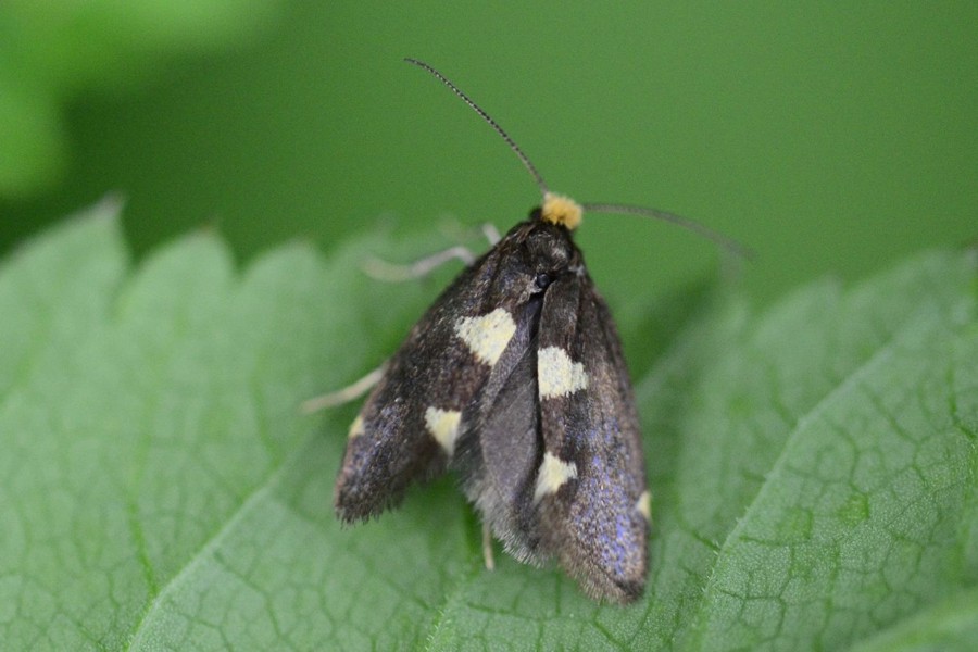 Incurvaria oehlmanniella