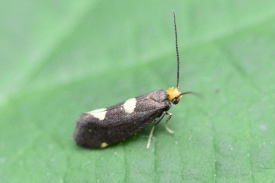 Incurvaria oehlmanniella