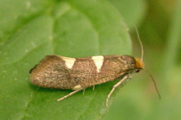 Incurvaria masculella