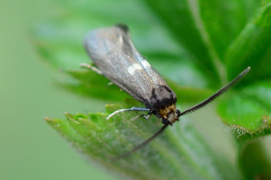 Incurvaria pectinea