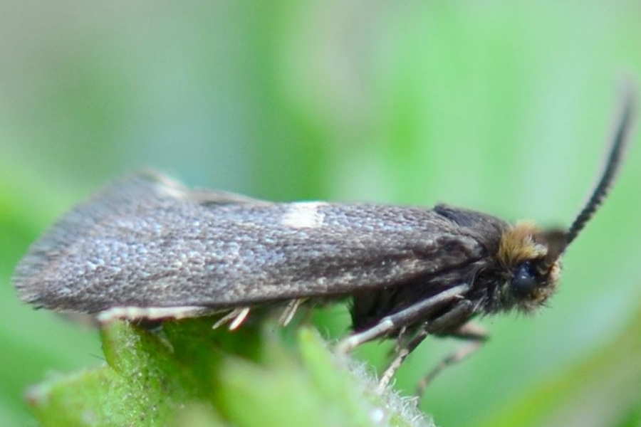 Incurvaria pectinea